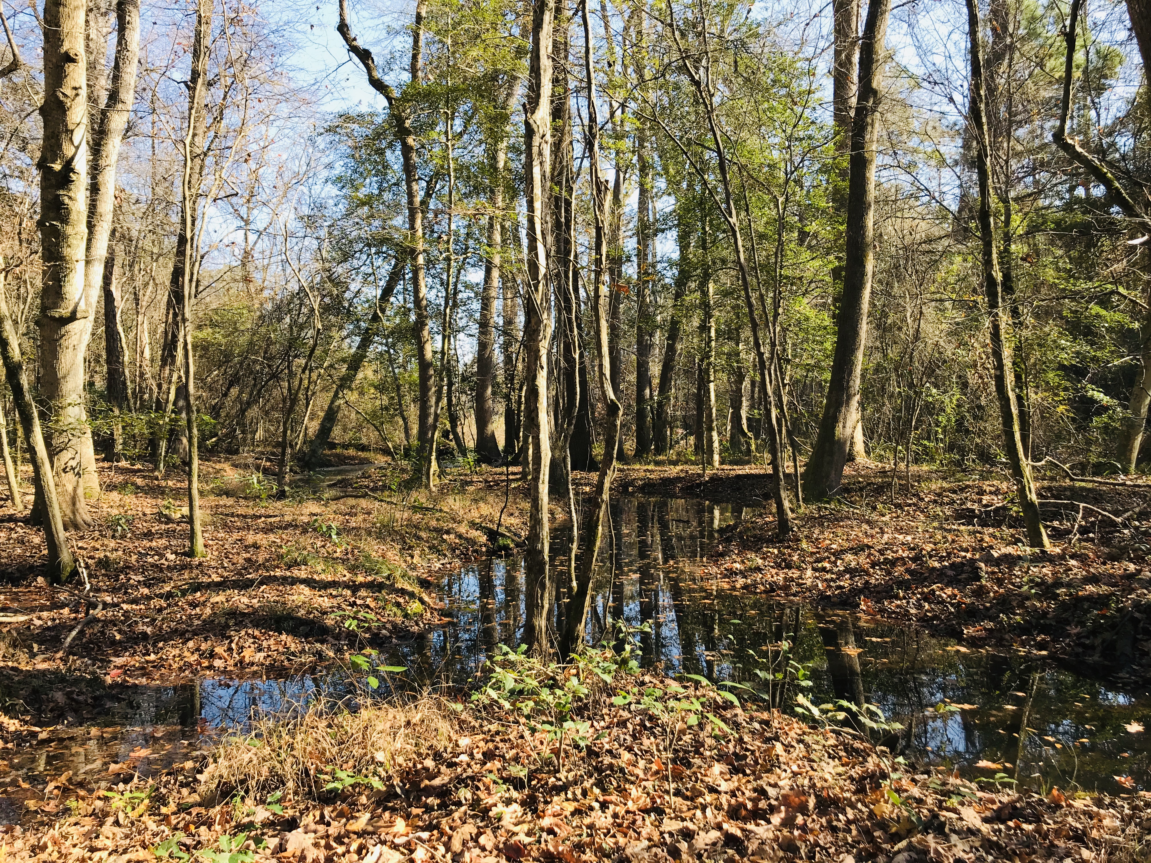 A sunny afternoon looking at a blackwater tributary of Backwamp in Darlington, SC